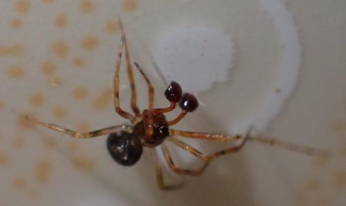 Réf. 222 931 : Sardinidion blackwalli